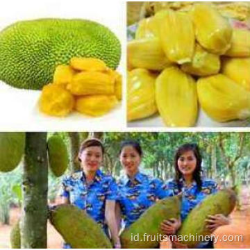 Mesin pemrosesan nangka kering beku alami